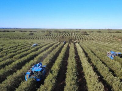 Comienza la campaña de la cosecha de aceitunas de 2025