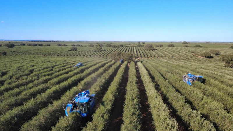 Comienza la campaña de la cosecha de aceitunas de 2025
