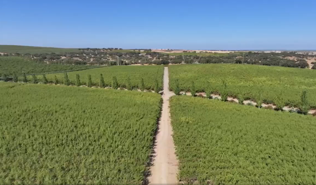 Nueva entrevista: campaña de la almendra 2025