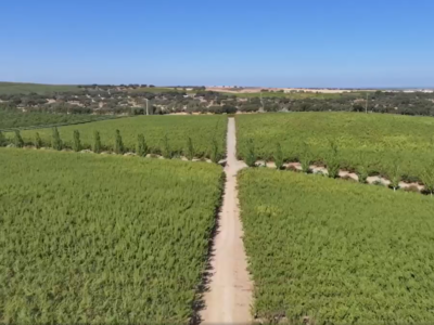 Nueva entrevista: campaña de la almendra 2025