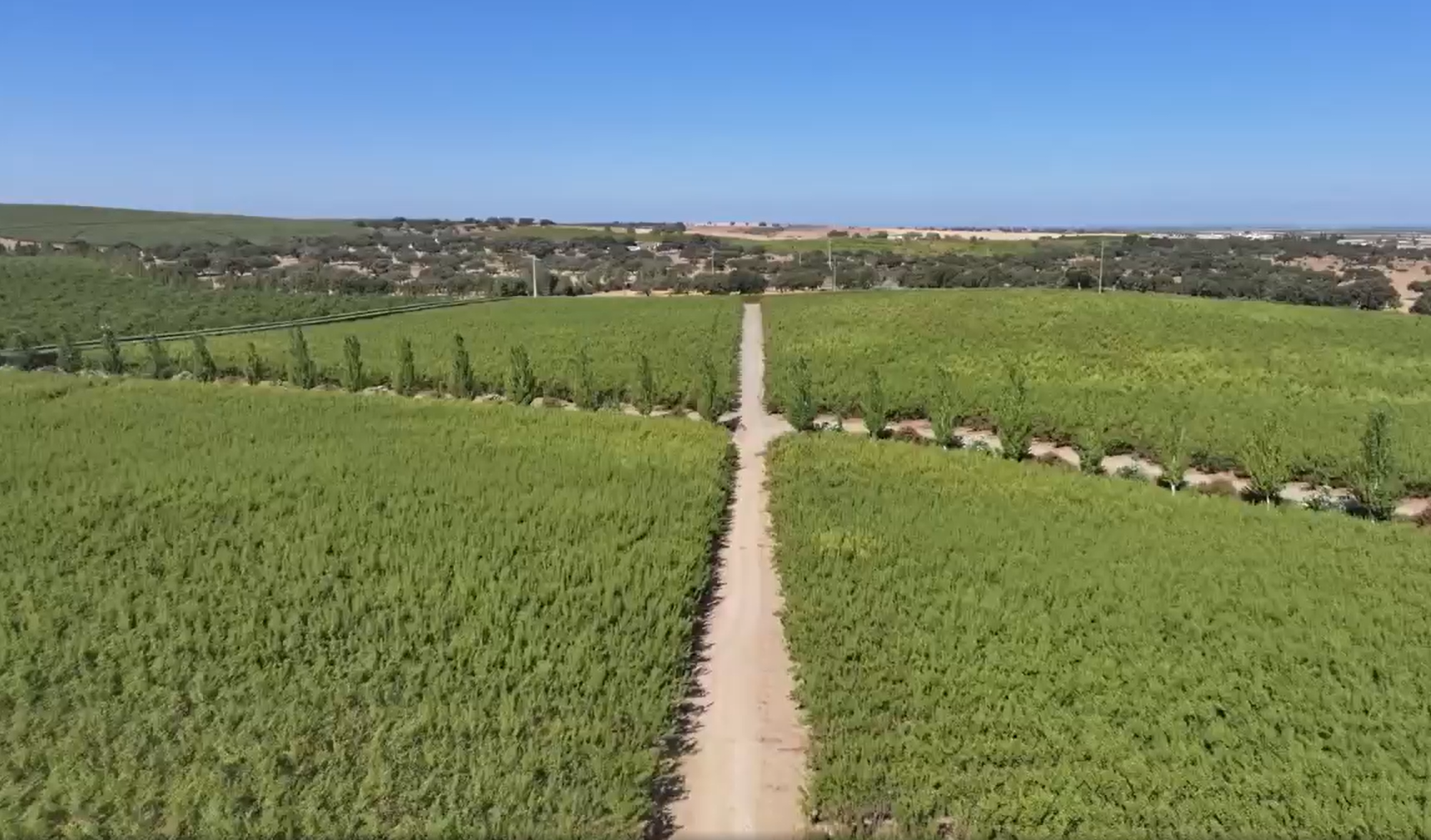 Nueva entrevista: campaña de la almendra 2025